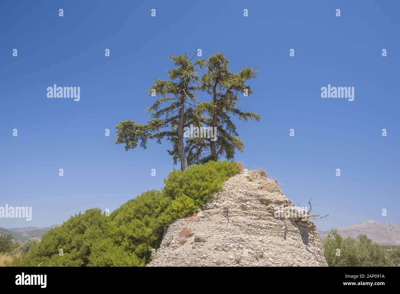 Einsamer Baum auf einem Hügel und blauer Himmel, Rhodos, Griechenland Stockfoto