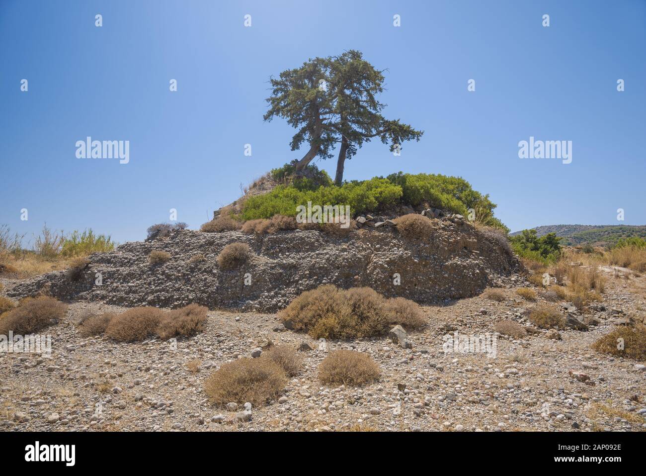 Einsamer Baum auf einem Hügel und blauer Himmel, Rhodos, Griechenland Stockfoto