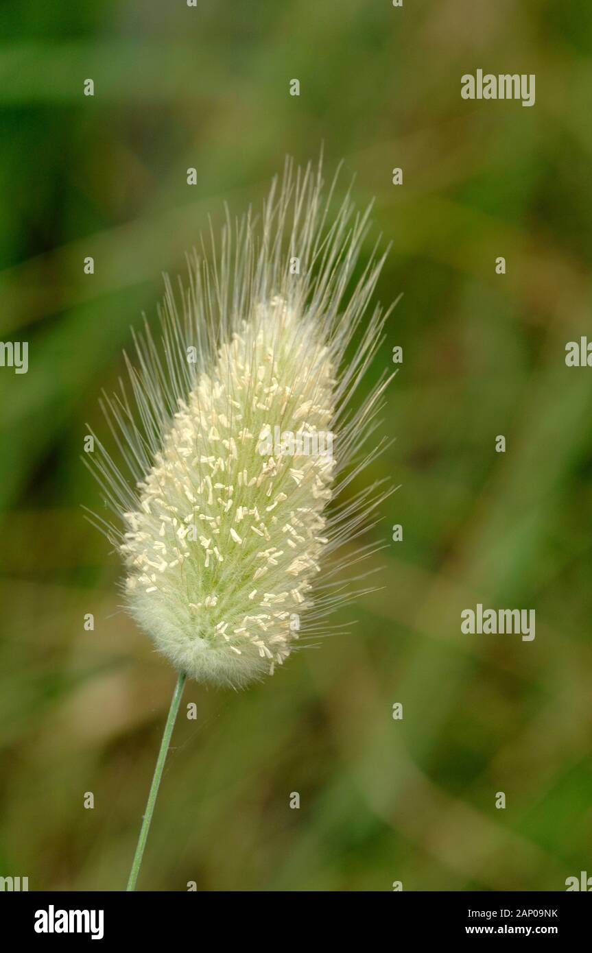 Saatgut Kopf & Blütenstand der rauhen Hund - Schwanz Gras (Cynosurus echinatus) aka Hedgehog Dogtail, borstige Dogstail Gras, oder grobe Dog's-Schwanz Stockfoto