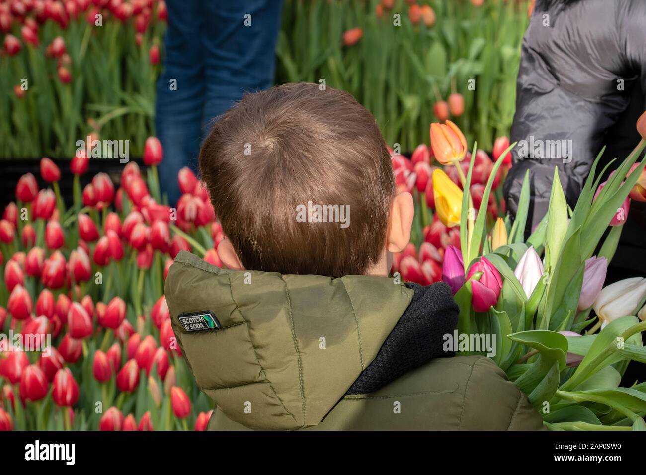 Little Boy stehen rund um Blumen an der Nationalen Tulip Tag in Amsterdam Die Niederlande 2020 Stockfoto