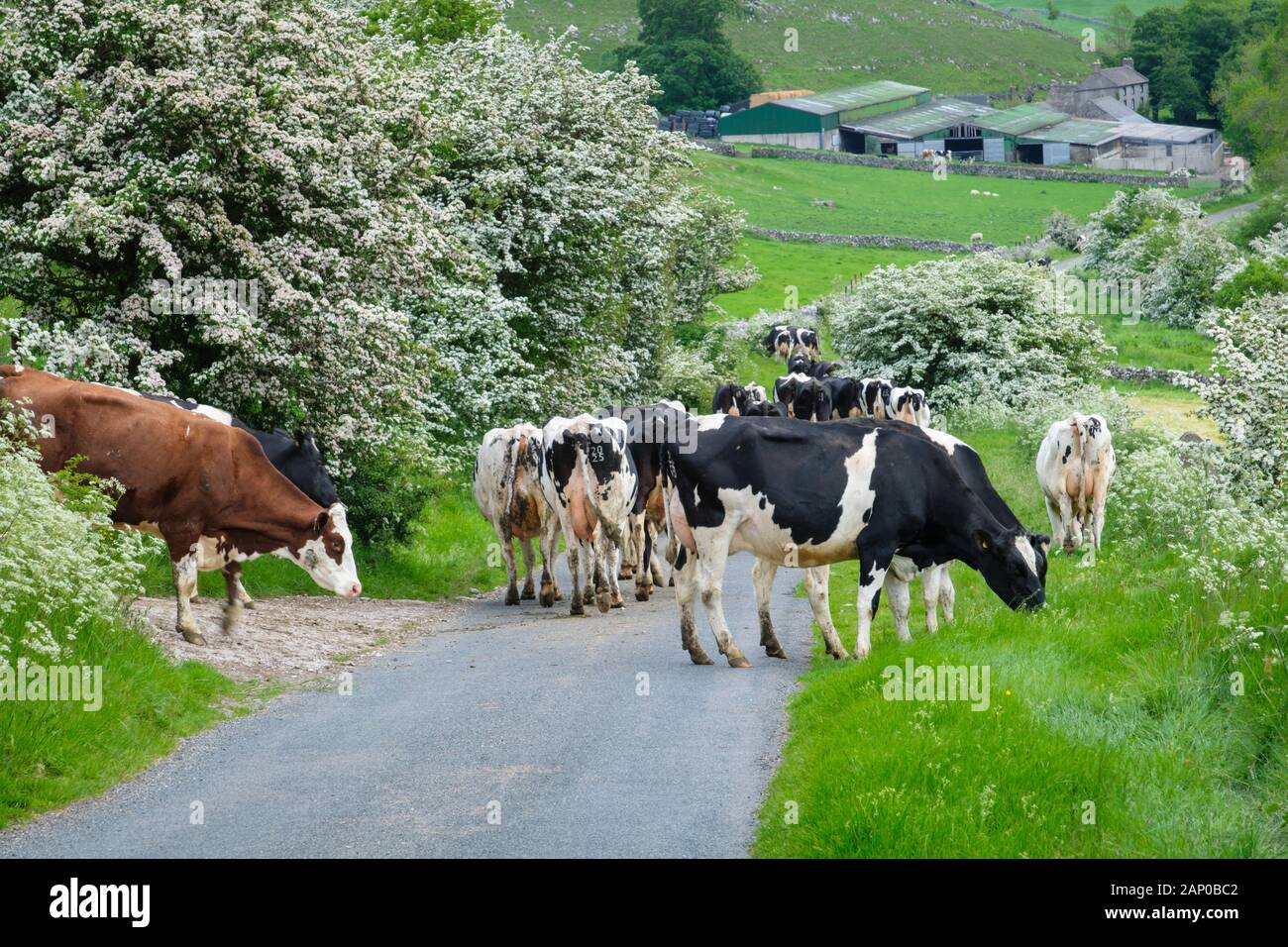 Eine Herde von Kühen in den Melkstand. Stockfoto