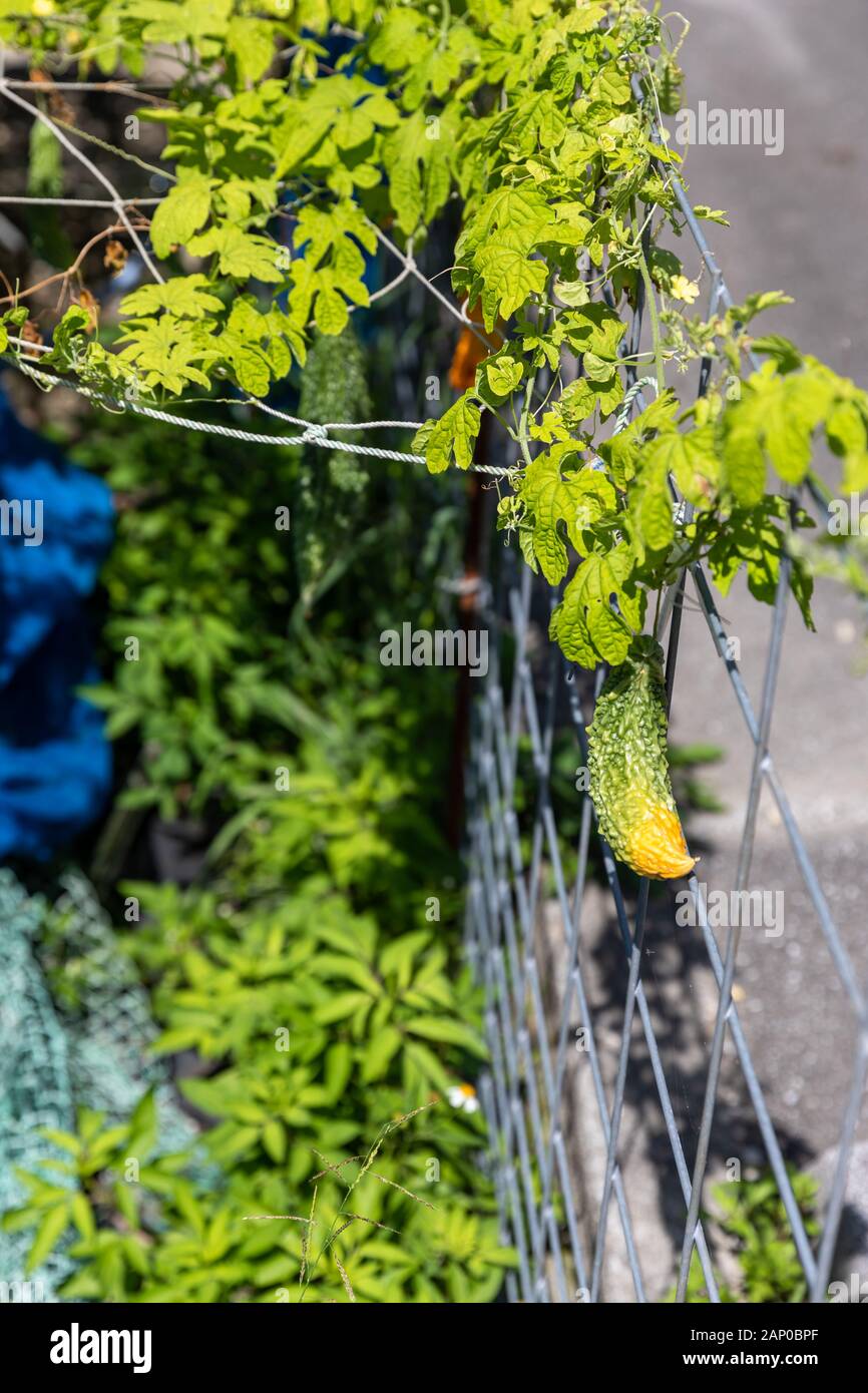 Goya (Momordica charantia) zunehmend durch einen Zaun in Okinawa, Japan Stockfoto