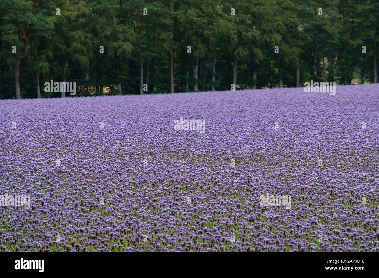 Feld mit grndngung -Fotos und -Bildmaterial in hoher Auflsung  Alamy
