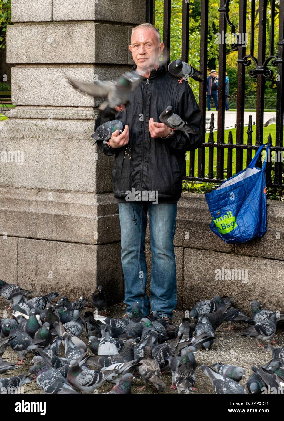 Man füttern Tauben im Park in der Hl. Stephanus grünen Gegend von Dublin in Irland. Stockfoto