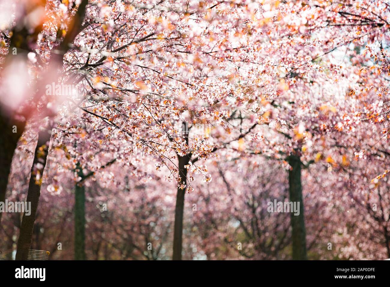 Schöner Stadtpark mit blühenden Kirschbäumen. Äste mit rosafarbenen Blumen am sonnigen Tag. Helsinki, Finnland Stockfoto