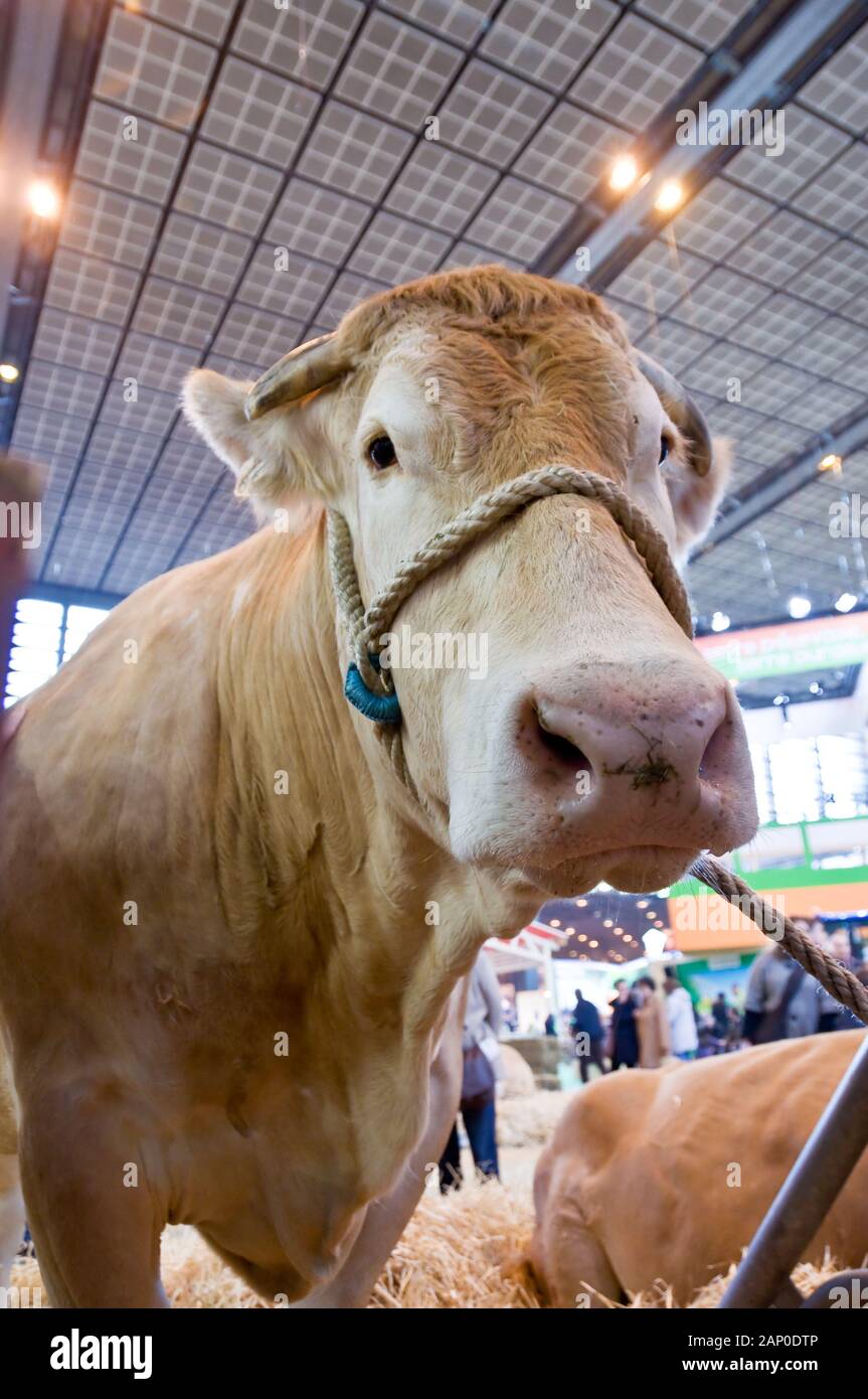 Nahaufnahme einer Kuh auf dem Salon der l'Agriculture (Landwirtschaft zeigen) in Paris, Frankreich im Frühling Stockfoto