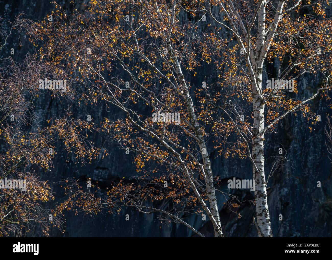 Hodge Schließen Birken #2 Stockfoto