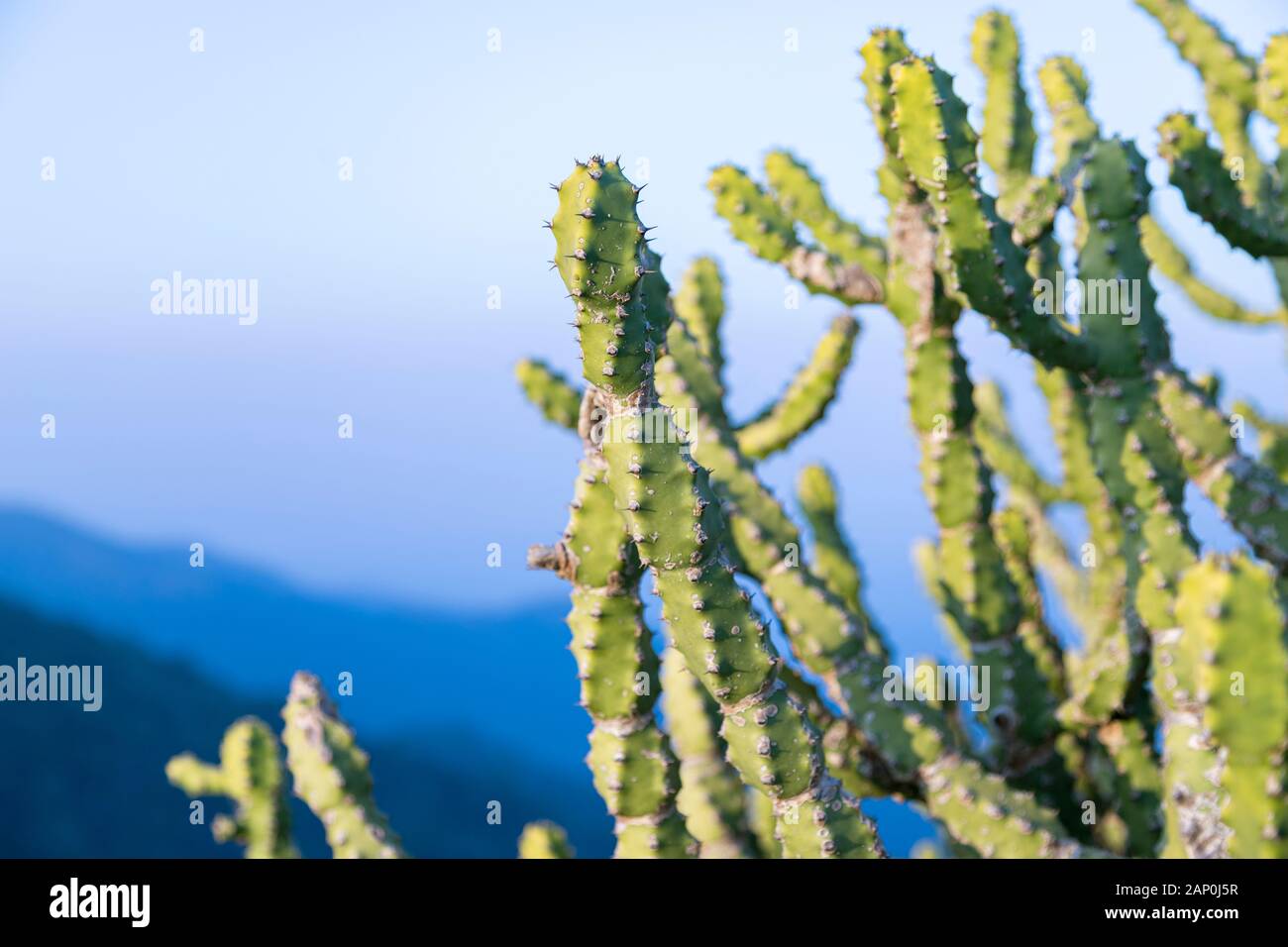 Asiatische Kakteenpflanze .Cactus an Felsen am blauen Himmel im Tungareshwar Berg Maharashtra indien. Stockfoto