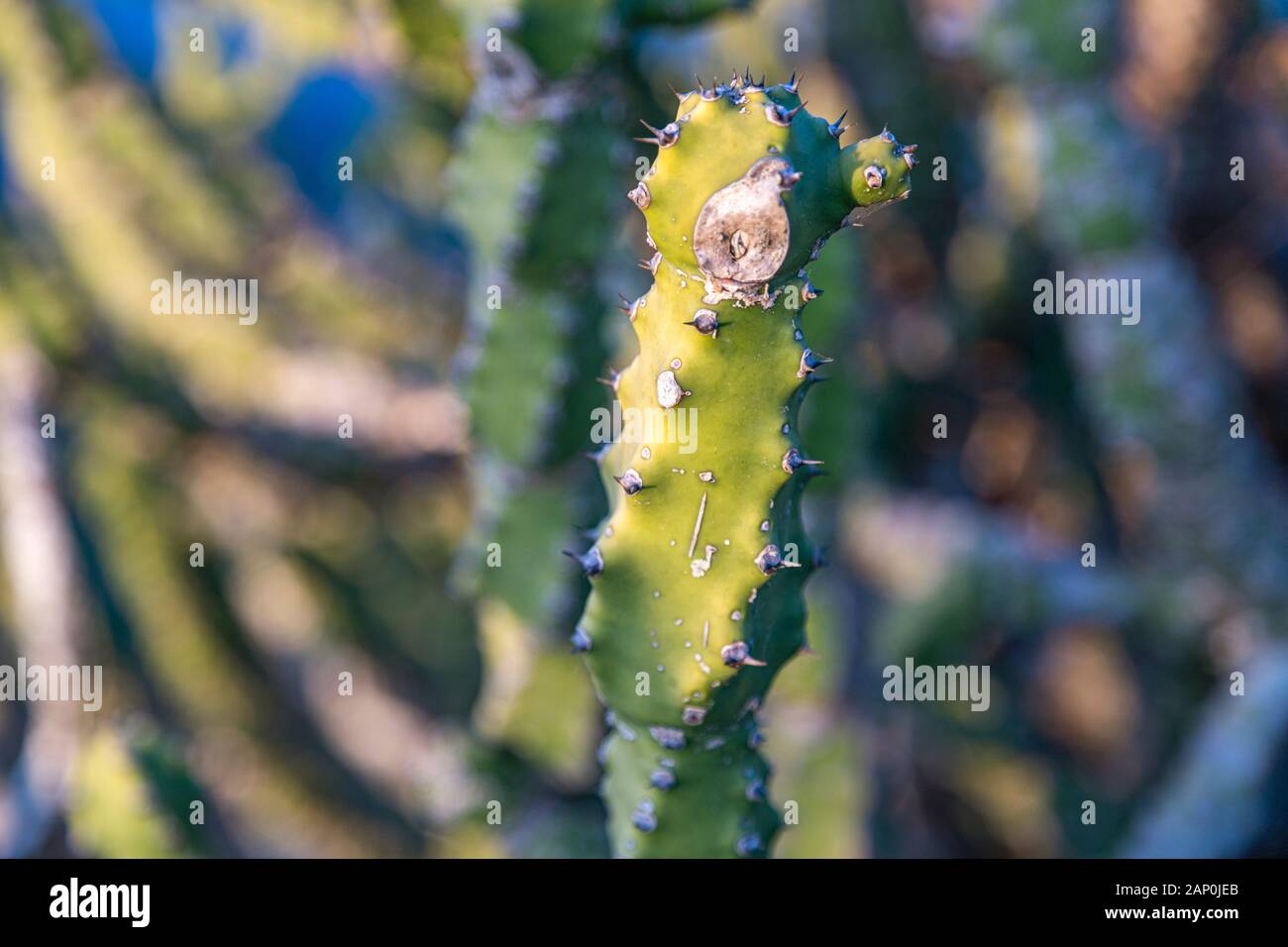 Asiatische Kakteenpflanze .Cactus an Felsen am blauen Himmel im Tungareshwar Berg Maharashtra indien. Stockfoto