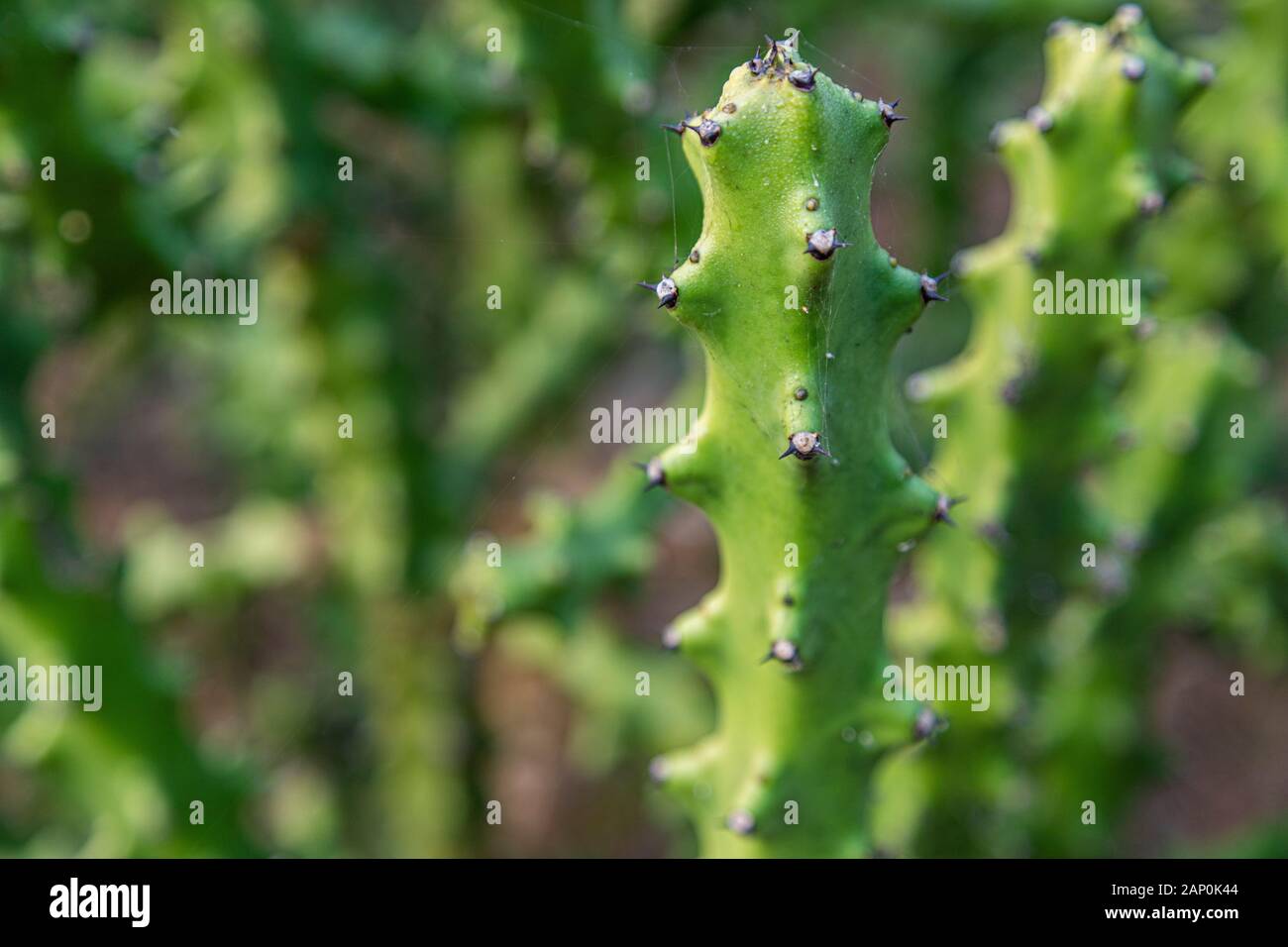 Asiatische Kakteenpflanze .Cactus an Felsen am blauen Himmel im Tungareshwar Berg Maharashtra indien. Stockfoto