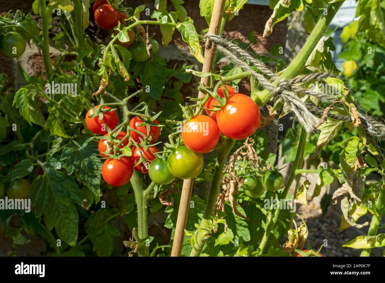 Tomaten wachsen draußen im garten Fotos und Bildmaterial in hoher