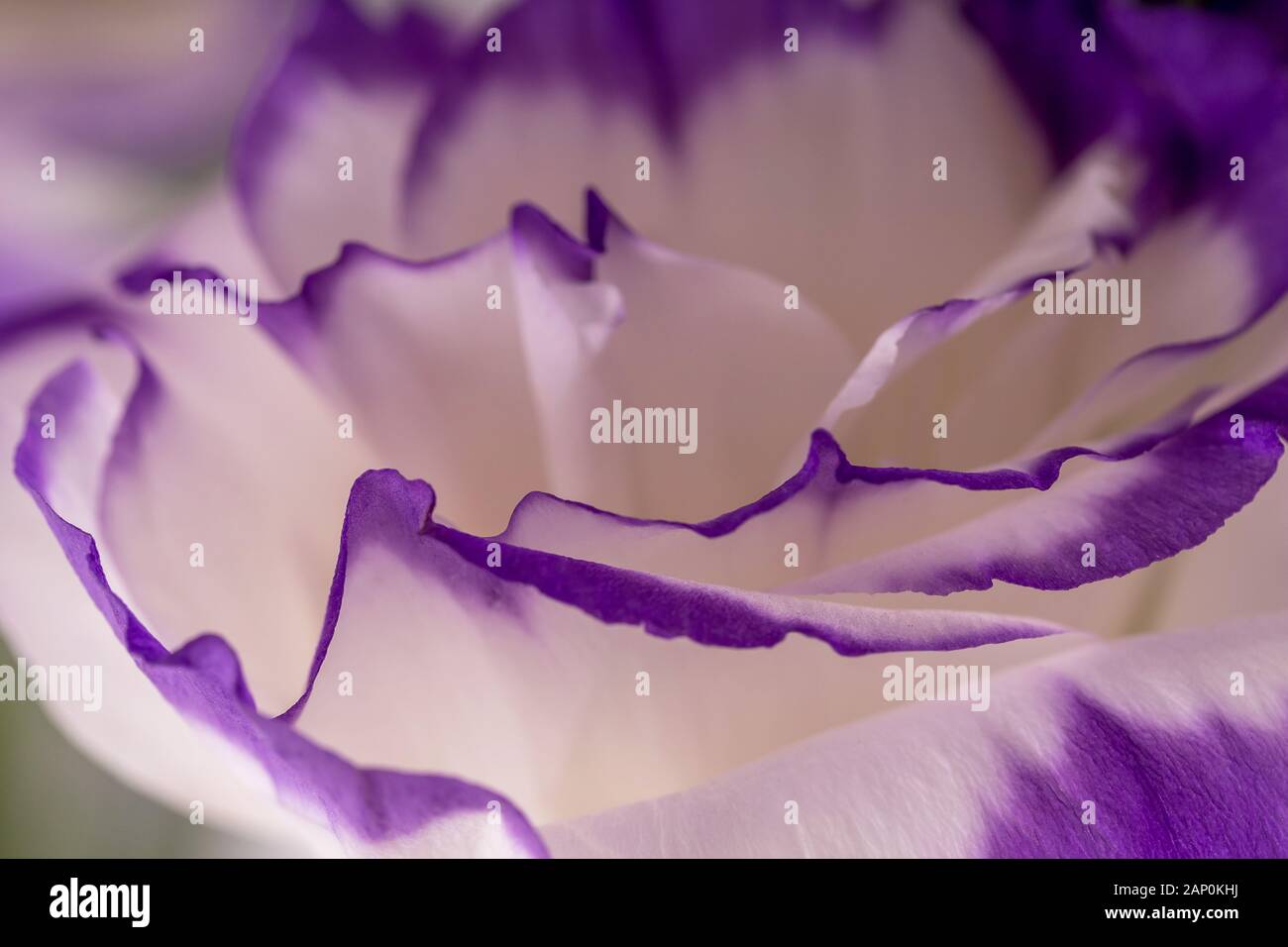 Makroschuss aus strahlender violetter Rosenblüte Stockfoto