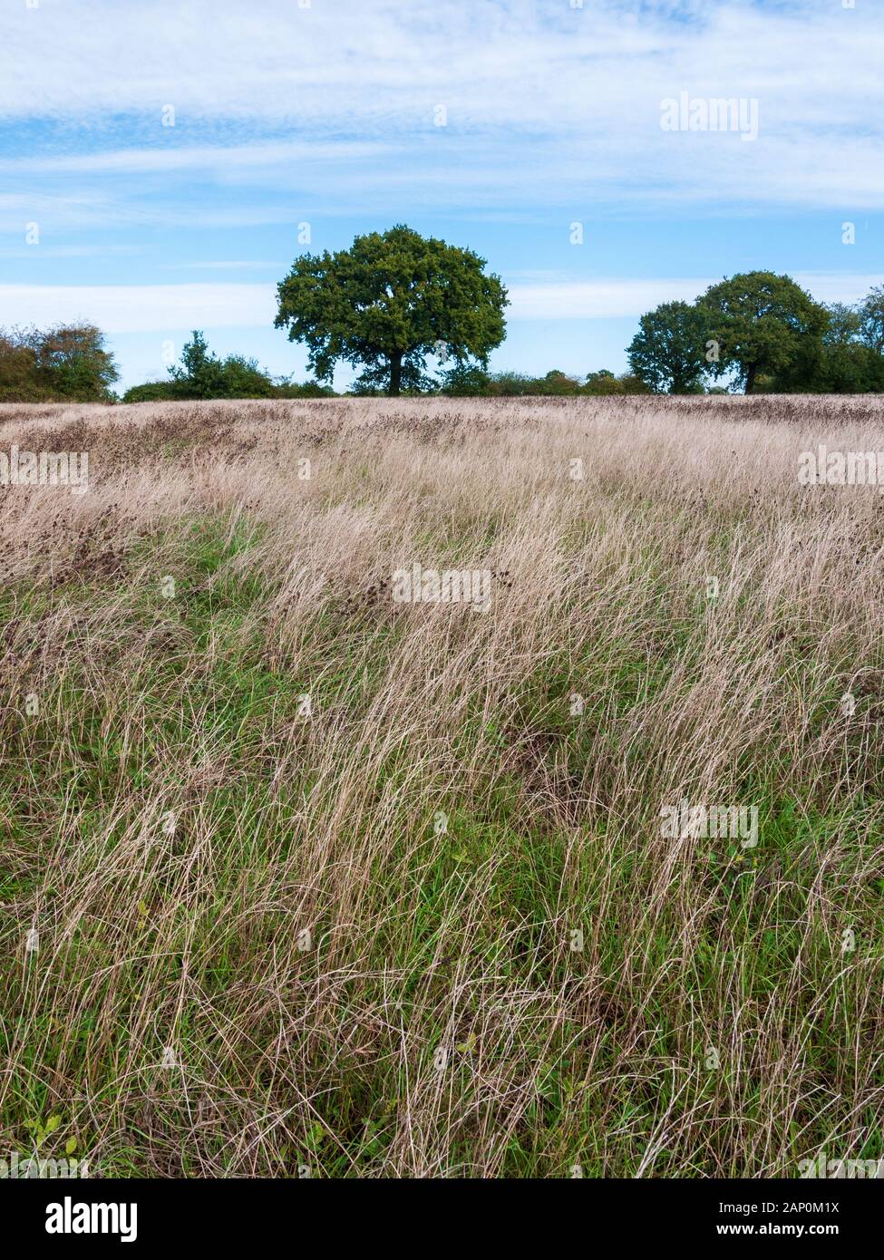 Außerhalb der natürlichen Szene von Gras und Felder und Himmel; England; UK Stockfoto