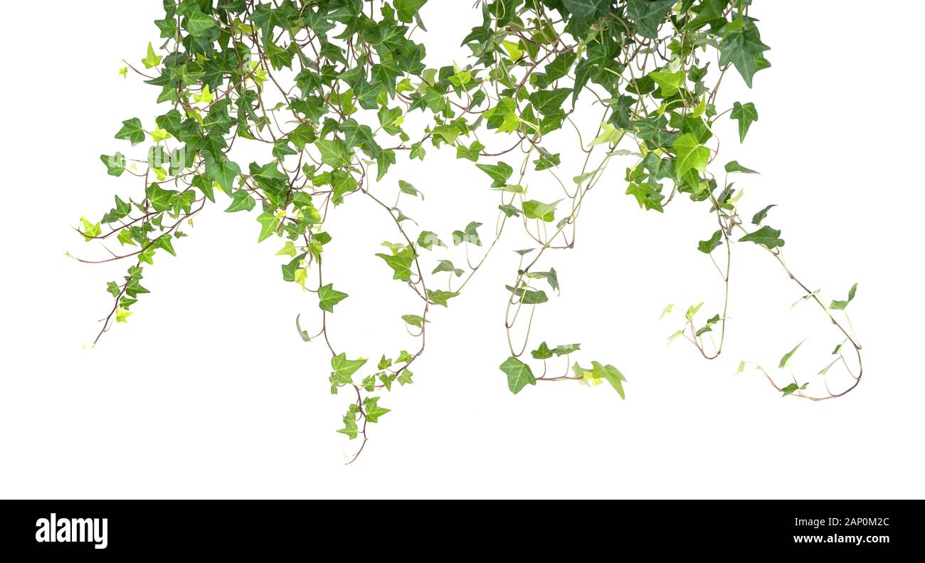 Ivy isoliert auf einem weißen Hintergrund. Stockfoto