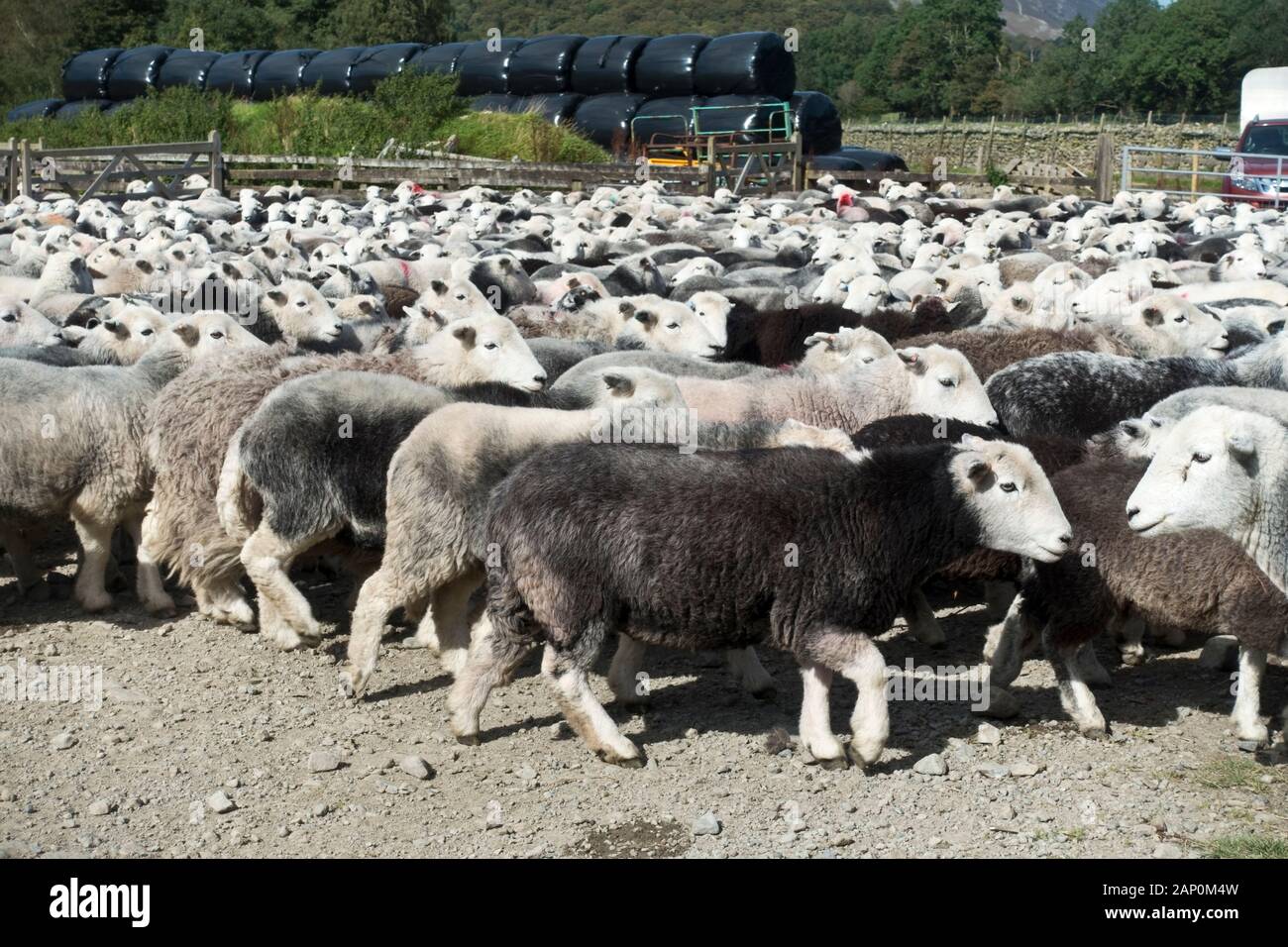 Große Herde Herde Herdwick-Schafe bis Feder auf einem Bauernhof in Rosthwaite. Stockfoto
