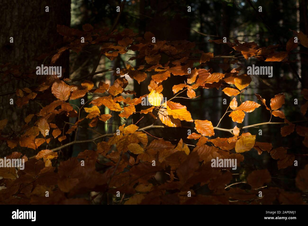 Sonnenstrahlen durch den Wald, die gelbe Blätter im frühen Herbst beleuchten Stockfoto