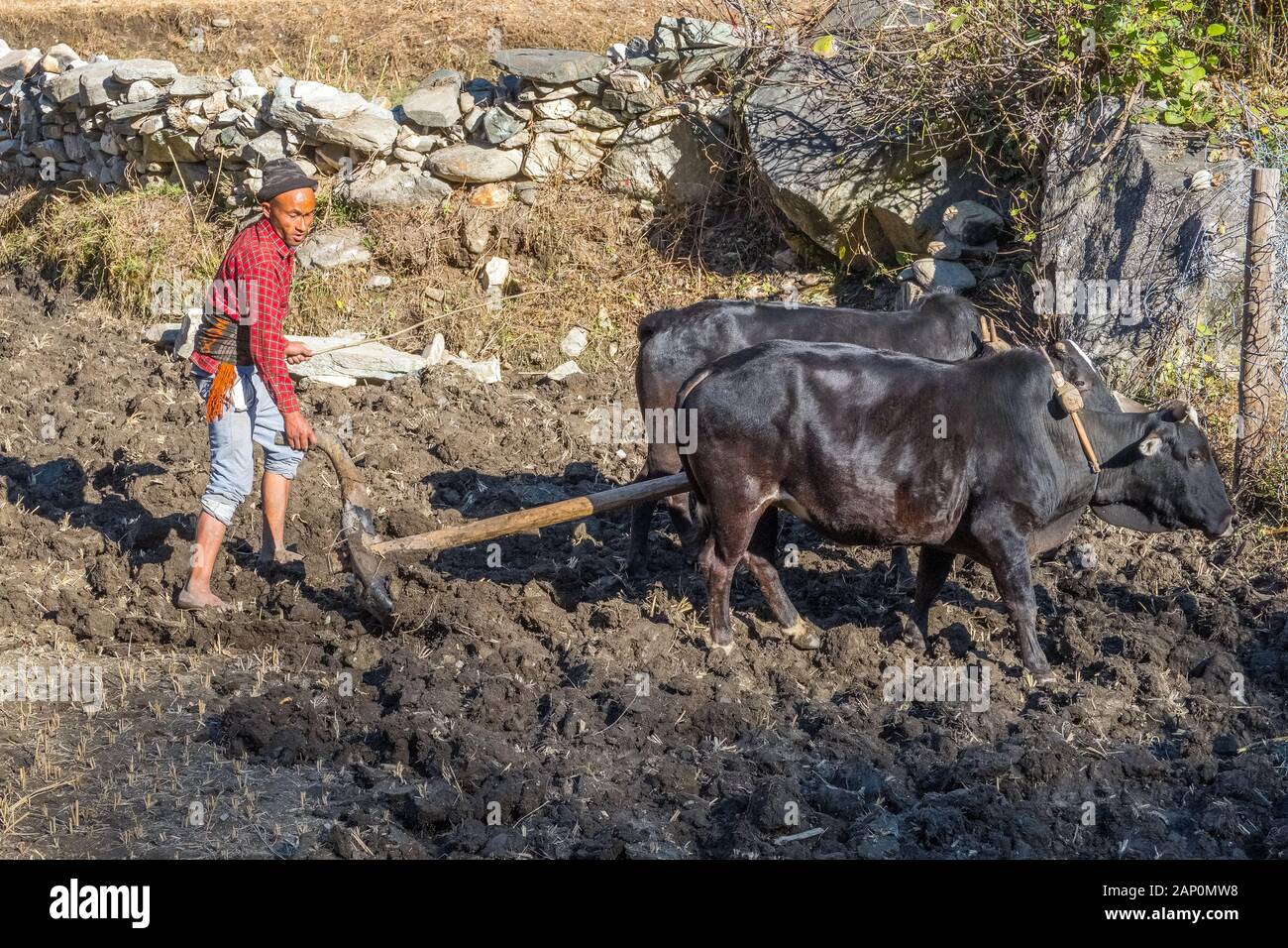 Nepalesischer Bauer pflügt mit Oxen und einem Holzpflug, Dolpo, Nepal Stockfoto