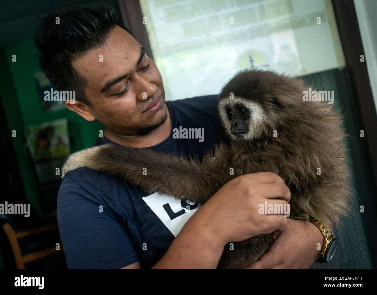 Ein Bewohner umarmt die weisse Hand Gibbon bedrohte Primaten, bevor Sie auf den Schutz natürlicher Ressourcen Agentur (Bksda) in Lhokseumawe, Provinz Aceh. Weiß übergeben - übergeben Gibbons sind Primaten, die weiterhin von der Löschung wegen Wilderei geschützt werden. Stockfoto