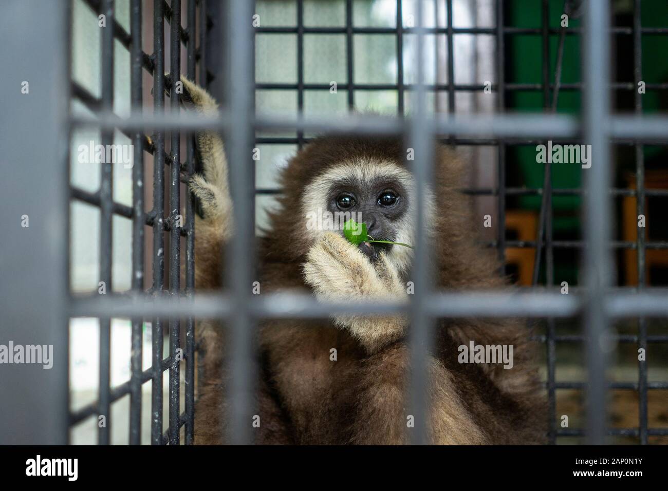 Die weiße Hand Gibbon bedrohte Primaten in den Käfig nach der Übernahme durch ein Bewohner auf den Schutz natürlicher Ressourcen Agentur (Bksda) in Lhokseumawe, Provinz Aceh. Weiß übergeben - übergeben Gibbons sind Primaten, die weiterhin von der Löschung wegen Wilderei geschützt werden. Stockfoto
