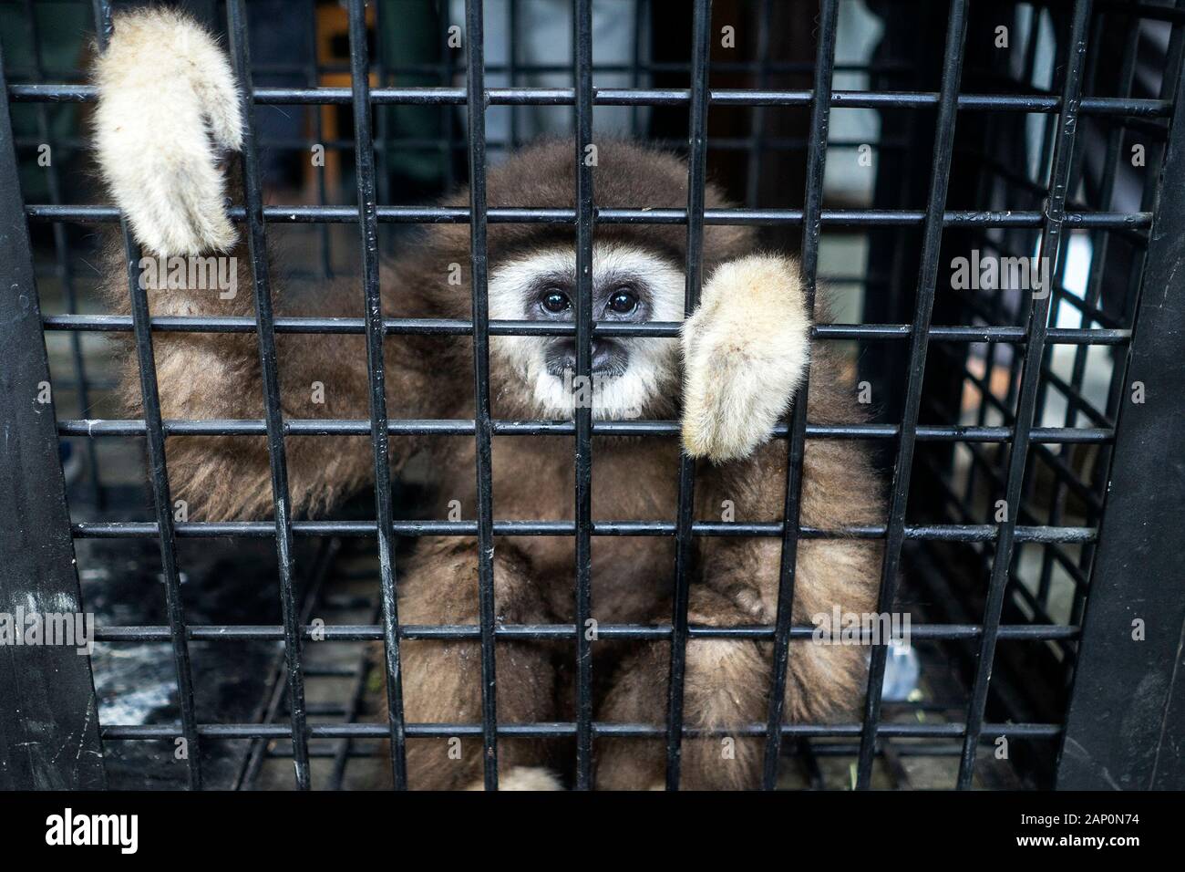 Die weiße Hand Gibbon bedrohte Primaten in den Käfig nach der Übernahme durch ein Bewohner auf den Schutz natürlicher Ressourcen Agentur (Bksda) in Lhokseumawe, Provinz Aceh. Weiß übergeben - übergeben Gibbons sind Primaten, die weiterhin von der Löschung wegen Wilderei geschützt werden. Stockfoto