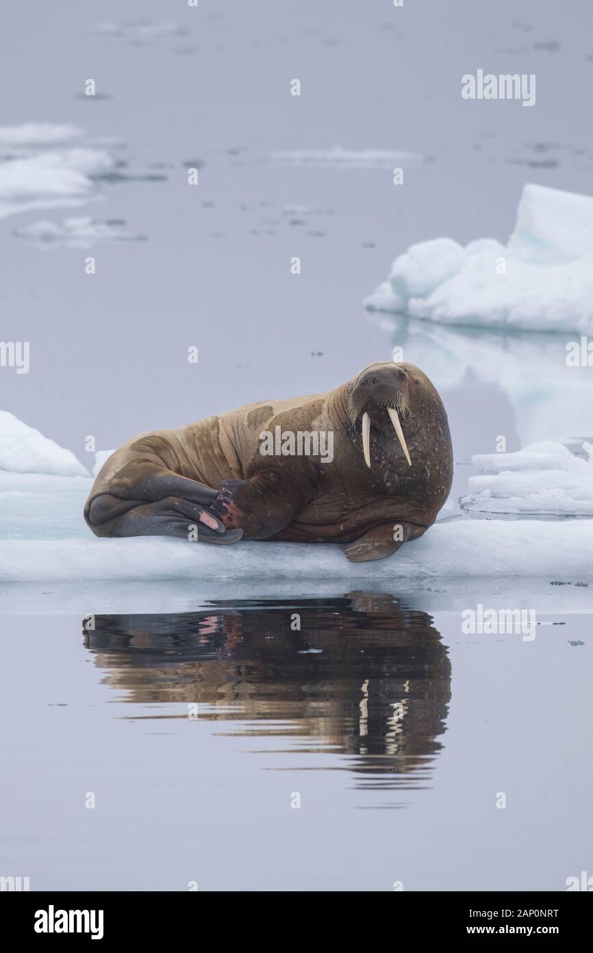 Walross (Odobenus rosmarus). Erwachsene, die auf einer Eisscholle ruhen. Spitzbergen Stockfoto