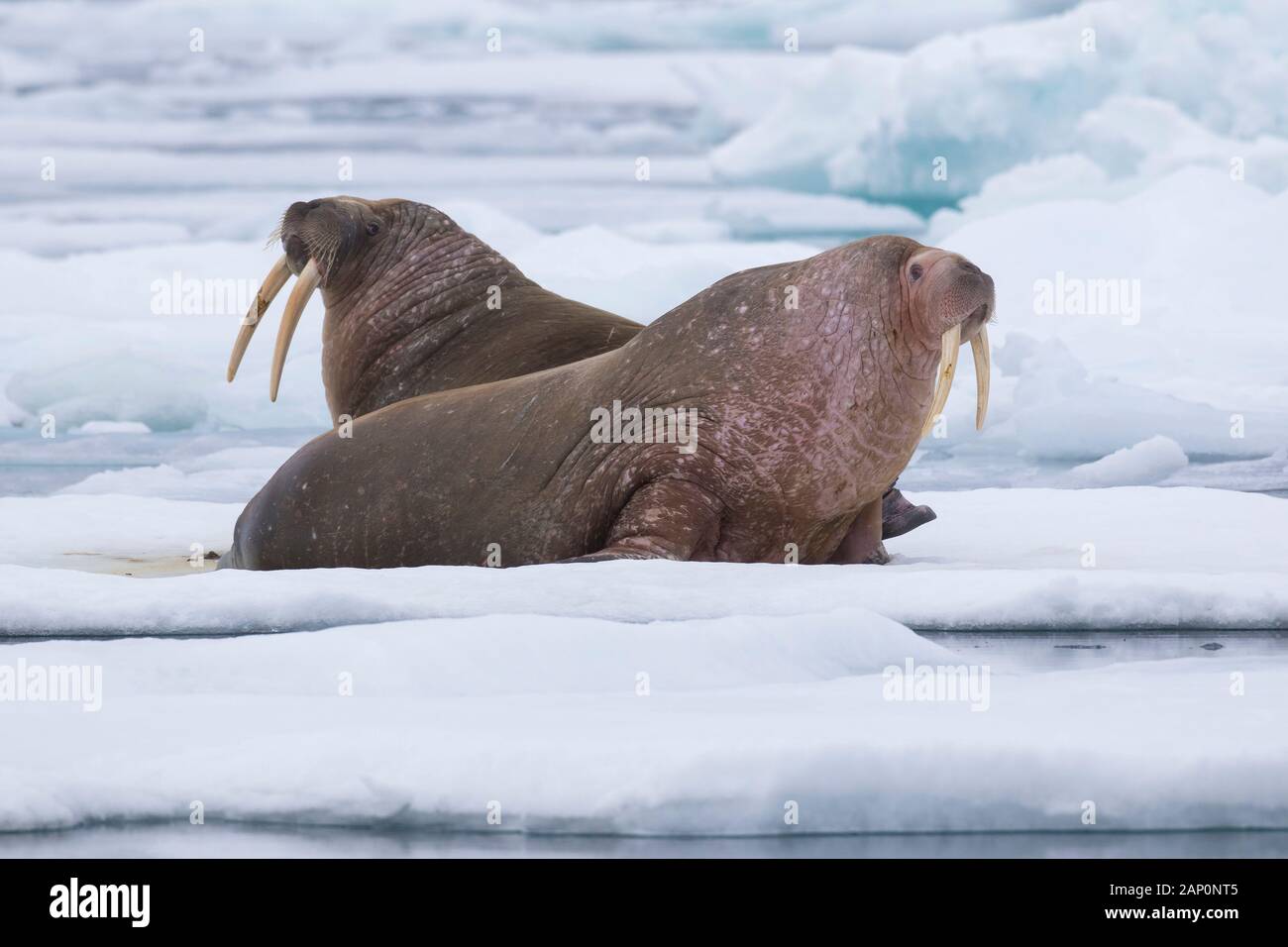 Walross (Odobenus rosmarus). Erwachsene Männchen ruhen auf einer Eisscholle. Spitzbergen Stockfoto
