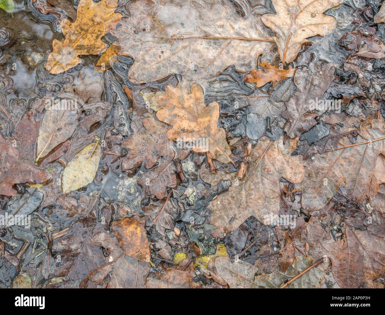 Masse der feuchten nass Masse von Laub auf Country Track im Winter. Stockfoto
