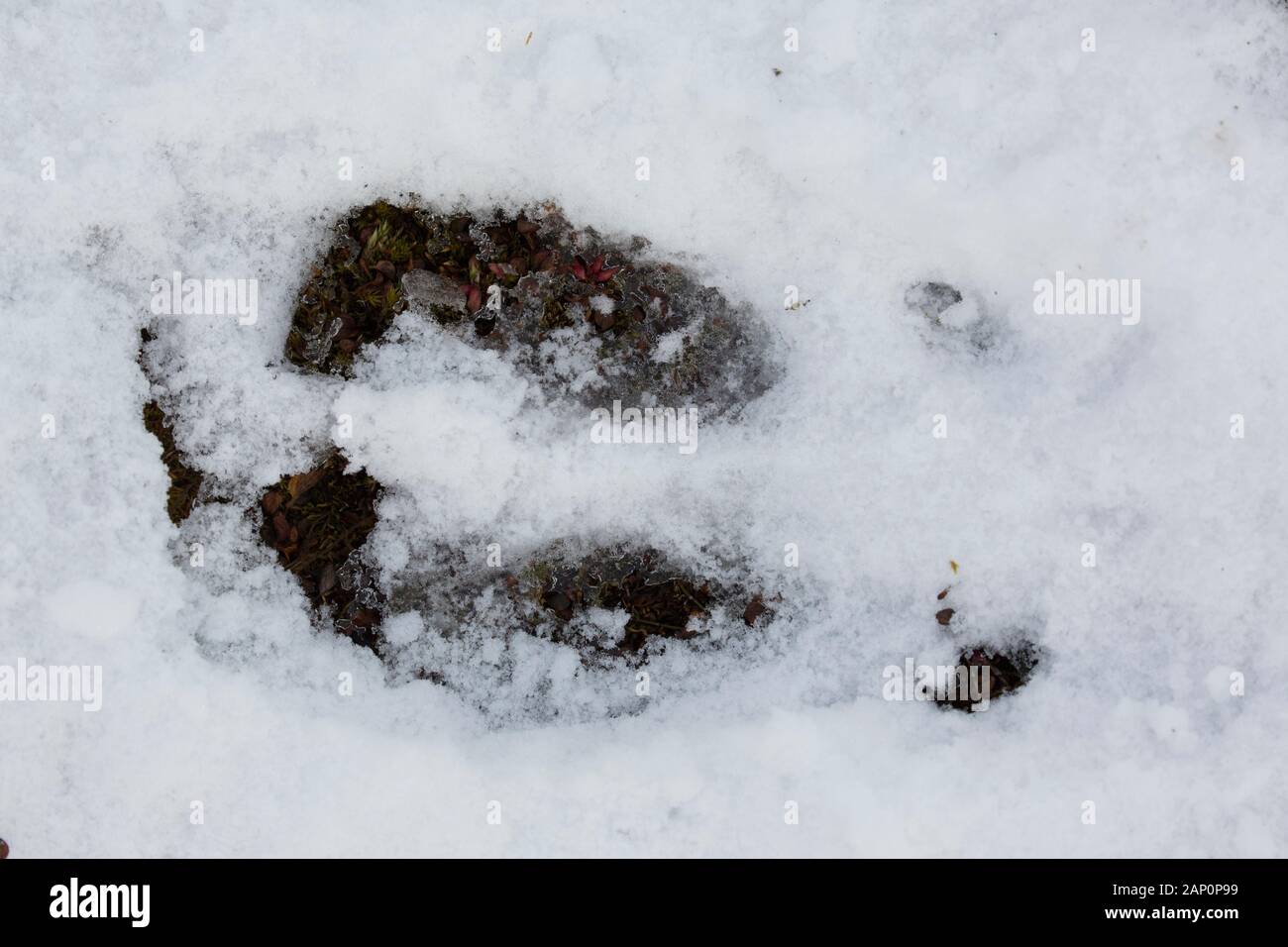 Svalbard-Rentiere (Rangifer tarandus platyrhynchus). Fußabdruck im Schnee. Spitzbergen Stockfoto