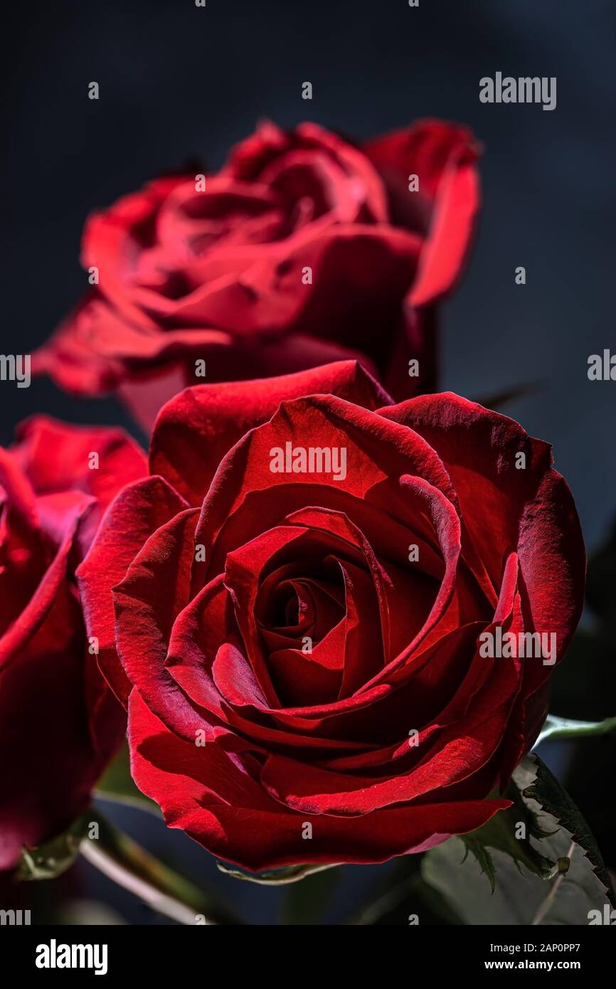 Nahaufnahme von einem schönen roten Rose auf einem dunklen Hintergrund Stockfoto