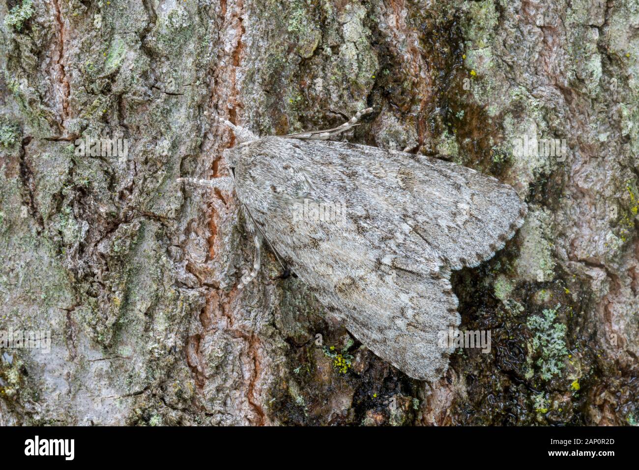 Amerikanische Dolch Motte (Acronicta americana) ruht auf Kastanie Eiche. Weiser State Forest, Pennsylvania, Juni. Stockfoto