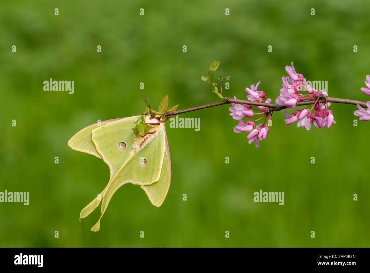 Luna Moth (Actias Luna) landete auf der Östlichen Redbud in voller Blüte. Great Smoky Mountains National Park, Tennessee, Frühling. Stockfoto