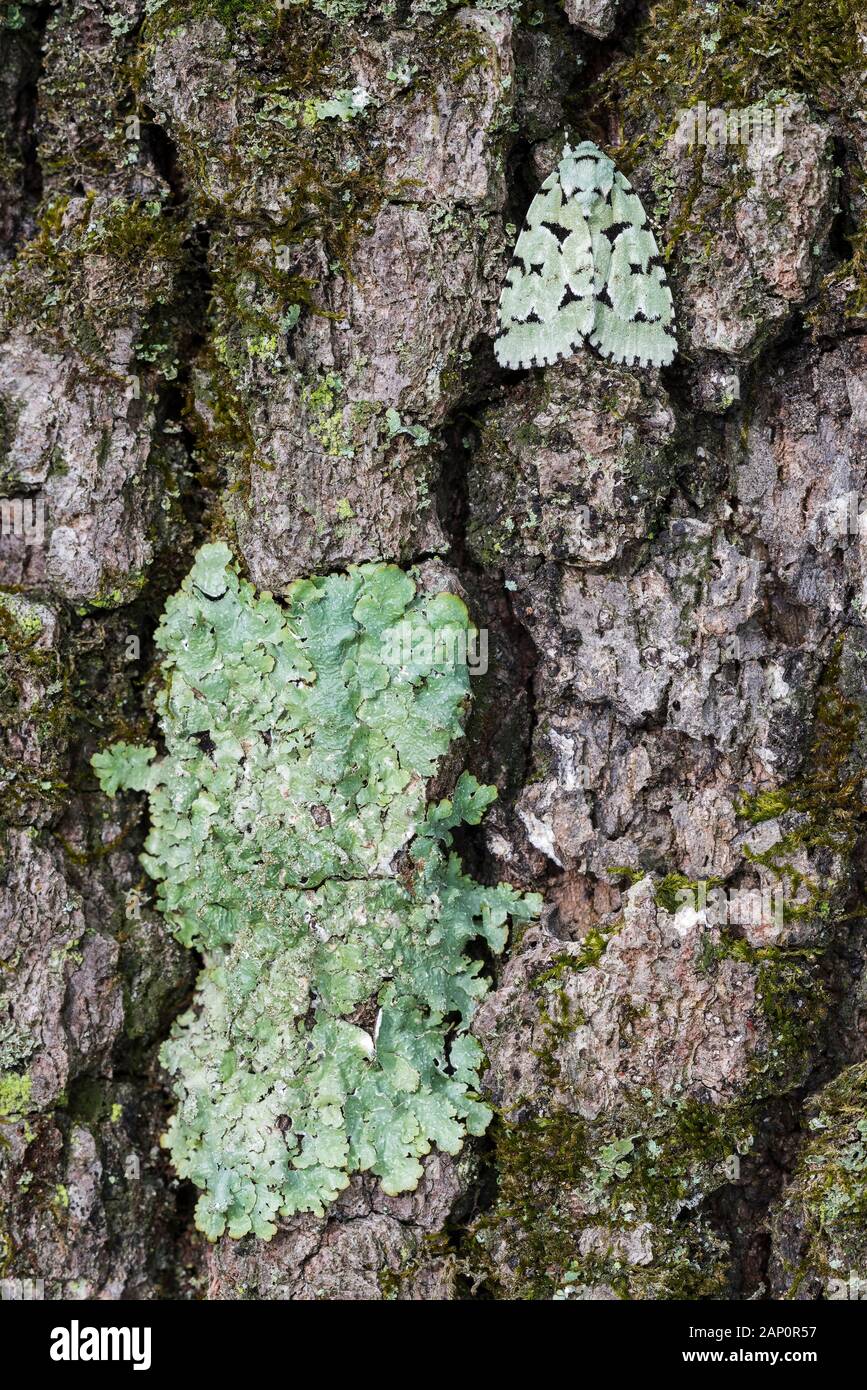 Grüne Marvel (Agriopodes fallax) Motte ruht auf Rinde. Wird angezeigt, um zu schauen, wie einen kleinen Patch der Flechten. Exzellent flechten Mimikry. Weiser State Forest, Stockfoto