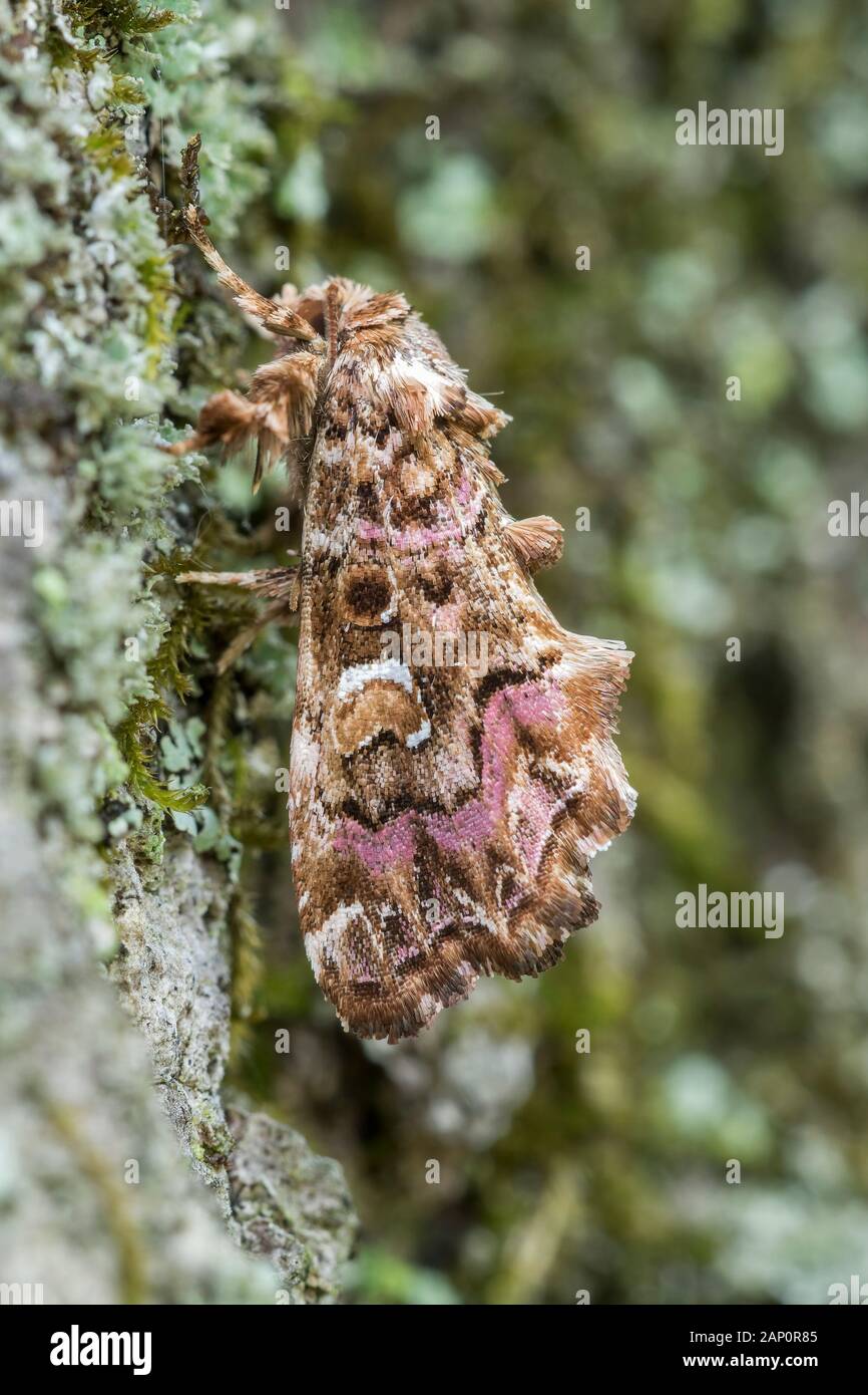 Rosa-schattierten Farn Motte (Callopistria Mollissima) ruht auf Flechten bedeckt Rinde. Weiser State Forest, Pennsylvania, Mai. Stockfoto