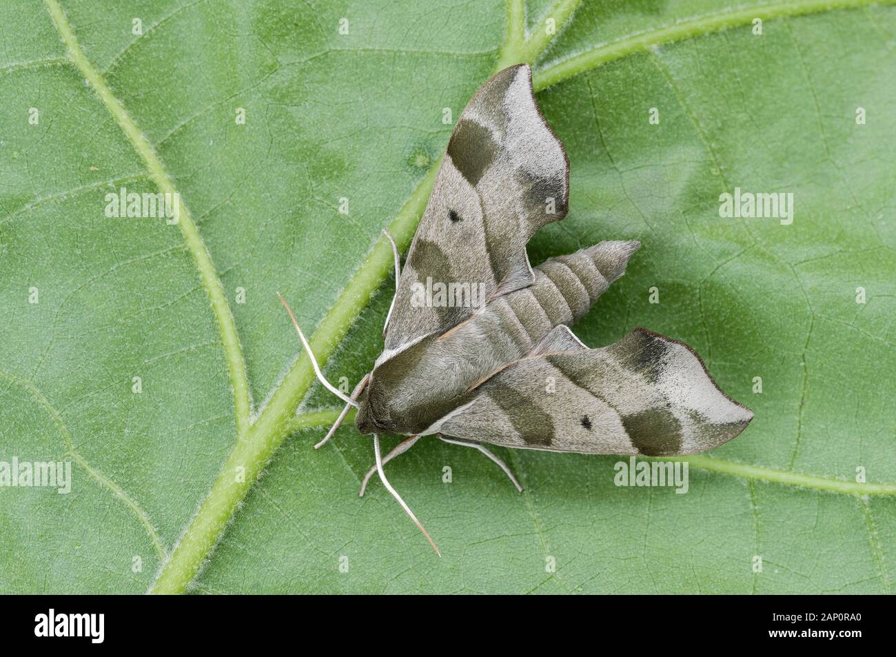 Viriginia Kriechgang Sphinx Moth (Darapsa myron) aka Hog Sphinx. Auf Blatt. Congaree National Park, South Carolina, April. Stockfoto