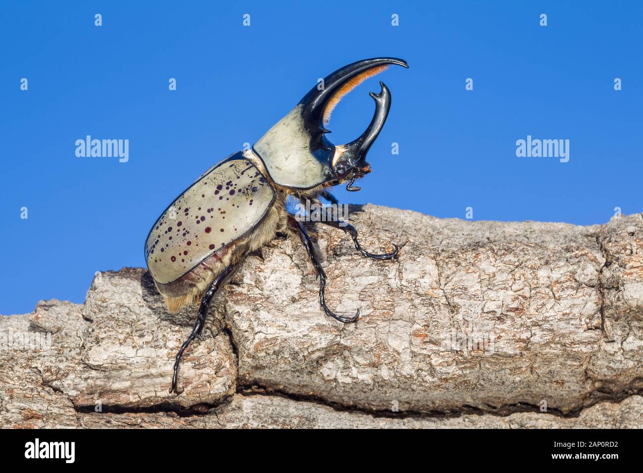 Grant's Nashorn Käfer (Dynastes granti) aka Western Hercules Beetle. Große Männchen auf dem Rand von log. Tonto National Forest, Arizona, September. Stockfoto