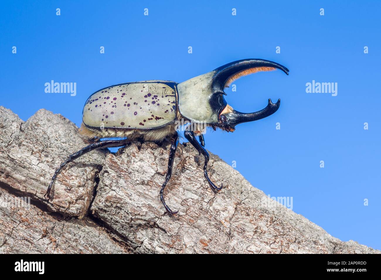 Grant's Nashorn Käfer (Dynastes granti) aka Western Hercules Beetle. Große Männchen auf dem Rand von log. Tonto National Forest, Arizona, September. Stockfoto