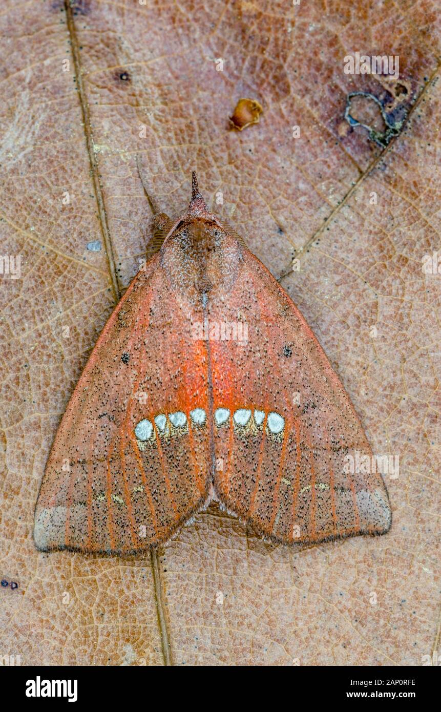 Große Halskette Motte (Hypsoropha monilis) Congaree Täuschungen Erbe zu erhalten, South Carolina, März. Stockfoto