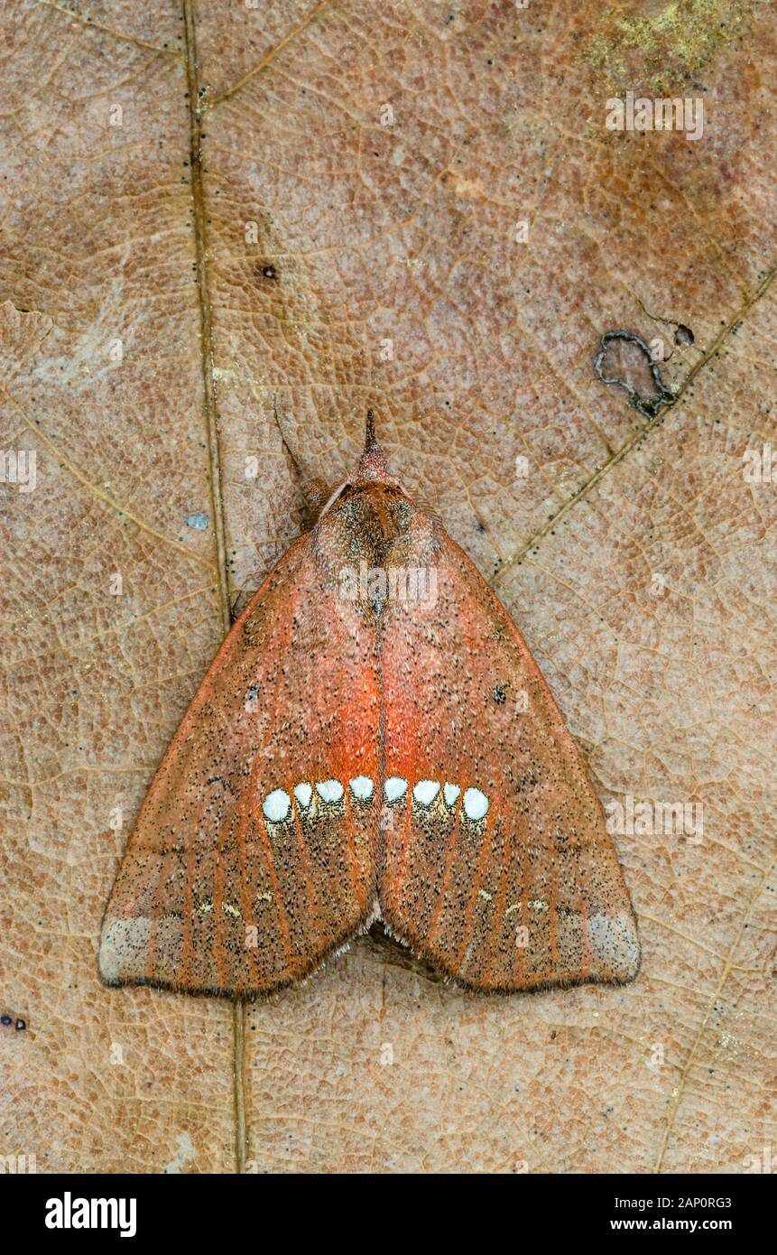 Große Halskette Motte (Hypsoropha monilis) Congaree Täuschungen Erbe zu erhalten, South Carolina, März. Stockfoto