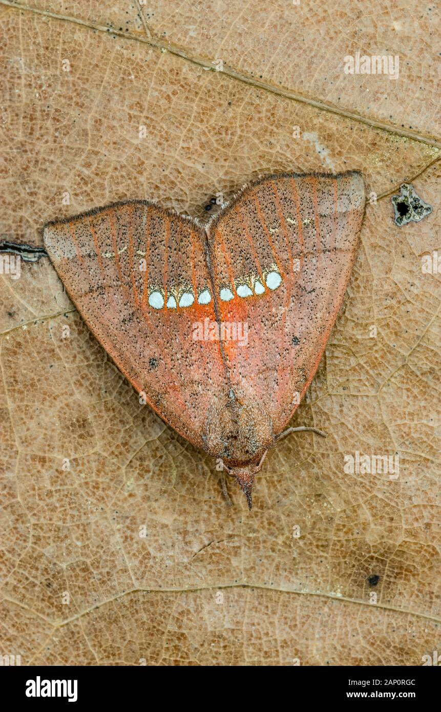 Große Halskette Motte (Hypsoropha monilis) Congaree Täuschungen Erbe zu erhalten, South Carolina, März. Stockfoto