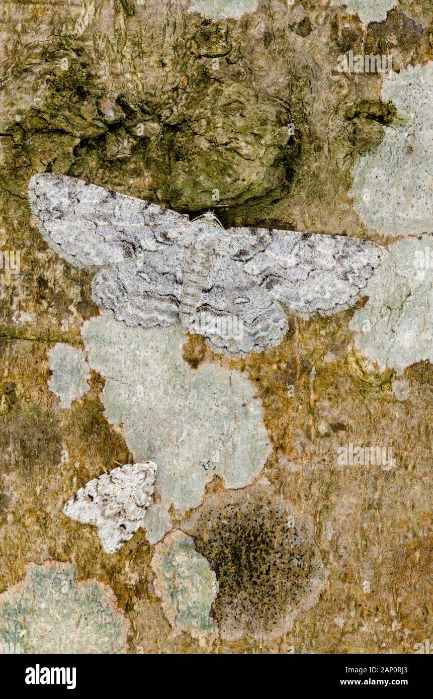 Bent-line Gray (Iridopsis larvaria) mit Little White Lichten Moth (Clemensia albata) Lichten Moth ist der kleinere Motte Ronaoke River, North Carolina. Stockfoto