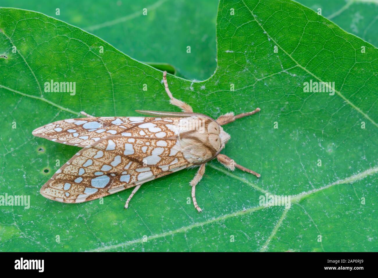 Hickory Tussock Motte (Lophocampa caryae) ruht auf Blatt. Weiser State Forest, Pennsylvania, Juni. Stockfoto