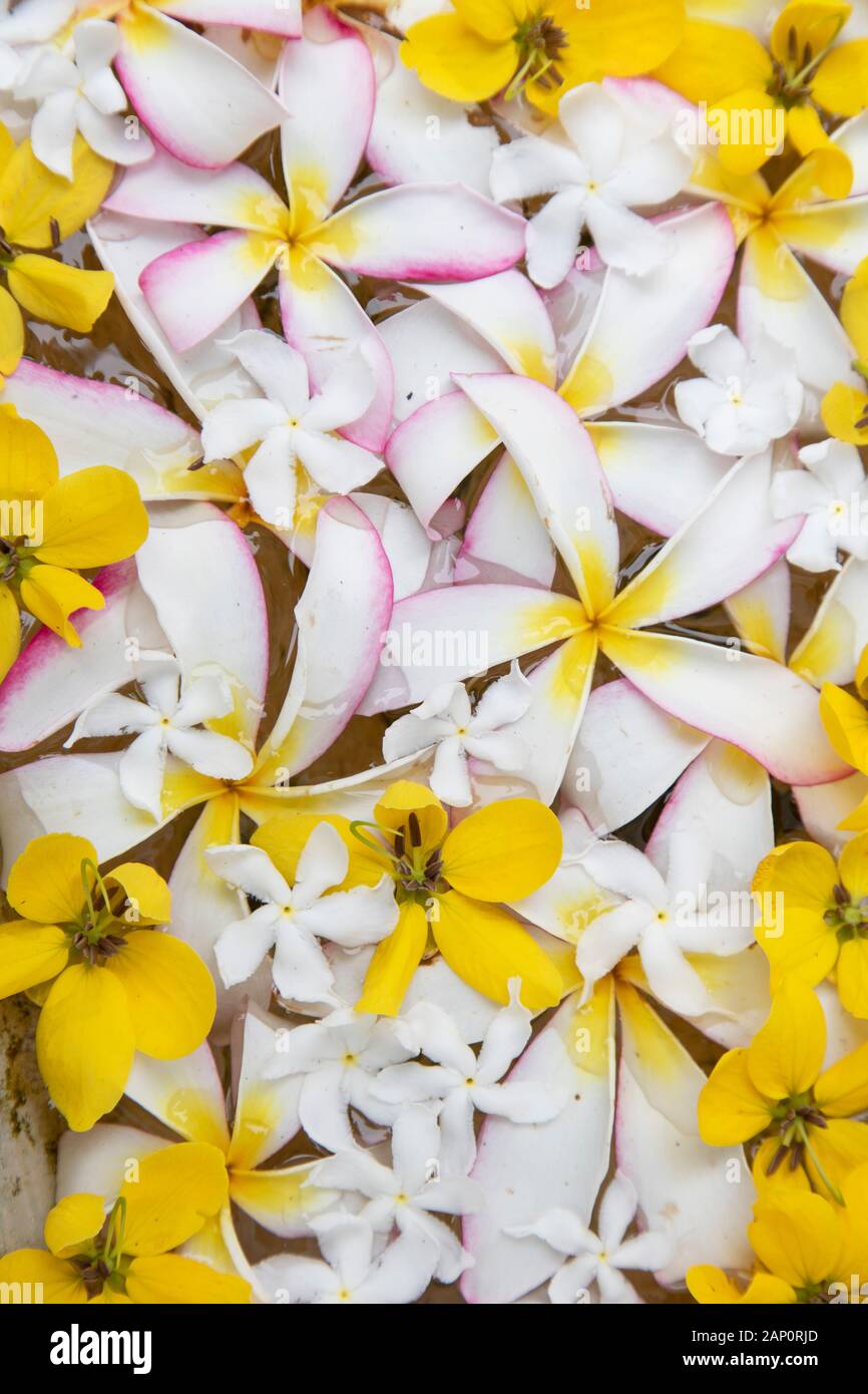 Frangipani Flowers, Galle, Südprovinz, Sri Lanka Stockfoto