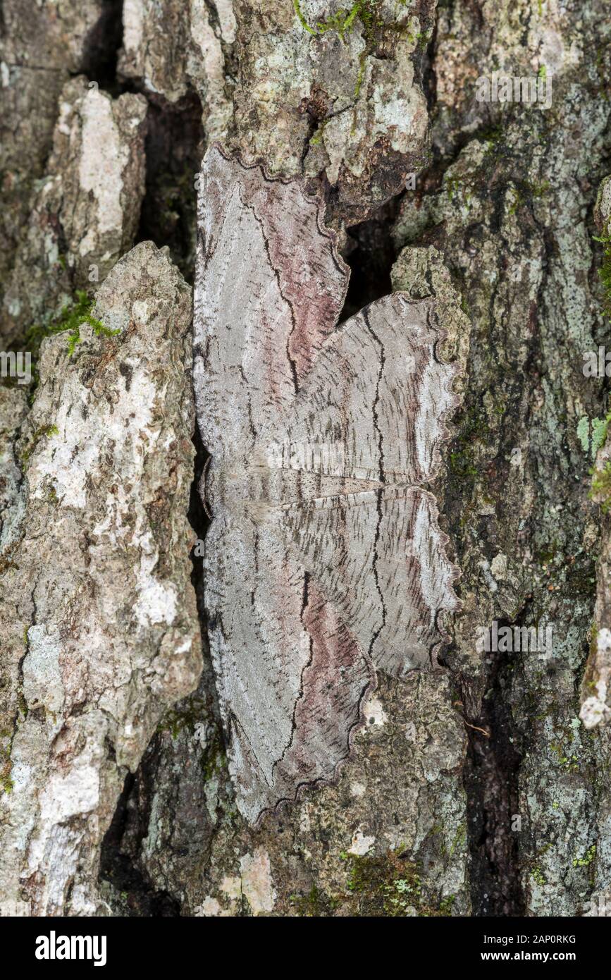 Gemeinsame Lytrosis (Lytrosis unitaria) Motte ruht auf Baum. Joseph E. Ibberson Conservation Area, Pennsylvania, Juni. Stockfoto