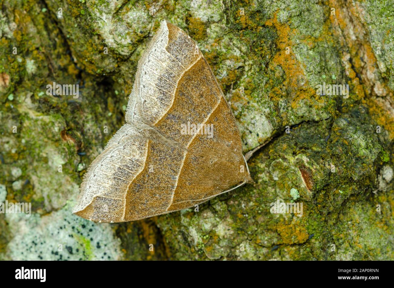 Ahorn Looper Motte (Parallelia bistriaris) ruht auf Kastanie Eiche. Weiser State Forest, Pennsylvania, Mai. Stockfoto
