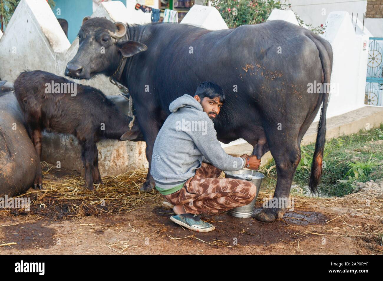Diwara Indien 11. Januar. 2020: Villager Melken der Büffelmilch.Buffalos frische Milch wird in Häusern verkauft Stockfoto