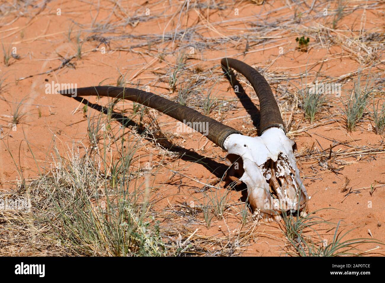 Gehörte und skelettiert Schädel eines Oryx, am 27. Februar 2019 in der Kgalagadi Transfrontier National Park. Dieser Park wurde im Jahr 1999 durch die Zusammenlegung der Südafrikanischen Kalahari-Gemsbok-Nationalpark und der Gemsbok Nationalpark in Botswana und ist eine grenzüberschreitende Naturschutzgebiet in der Kalahari Wüste mit einer Fläche von rund 38.000 Quadratkilometern angelegt. Der Park ist besonders für seine Löwen, die oft dort finden kann, aber auch für zahlreiche andere wilde Tiere, die hier leben, sind bekannt. Foto: Matthias Toedt/dpa-Zentralbild/ZB/Picture Alliance | Verwendung weltweit Stockfoto