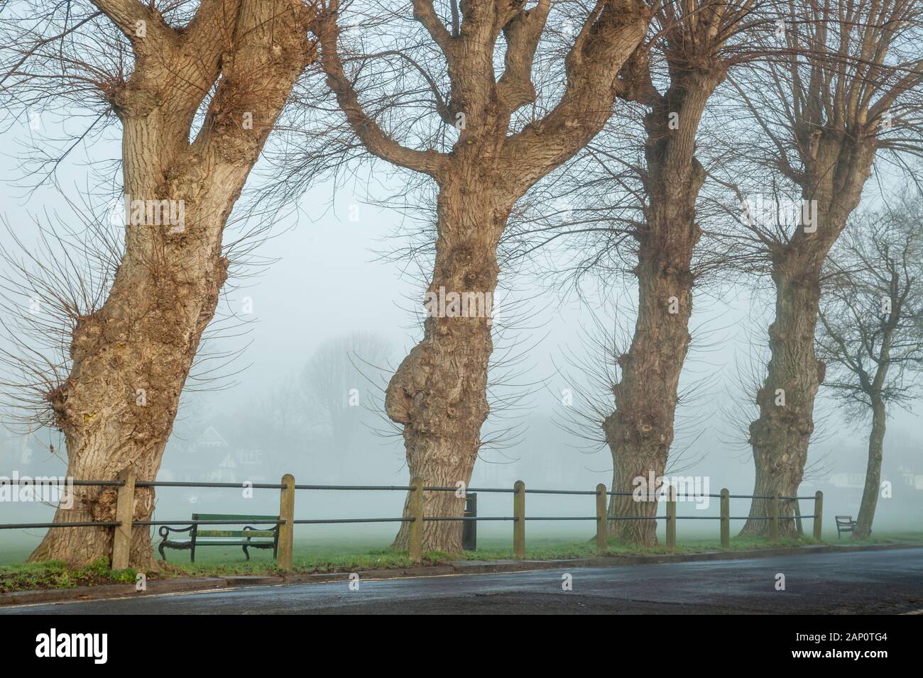 Baumreihe an einem nebligen Wintermorgen in Southwick, West Sussex, England. Stockfoto