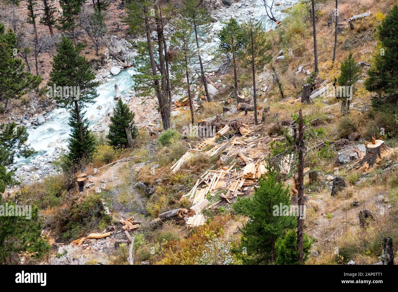 Kürzlich gefällte Bäume, die in Bohlen geschnitten wurden, um zu bauen, Himalaya, Nepal Stockfoto