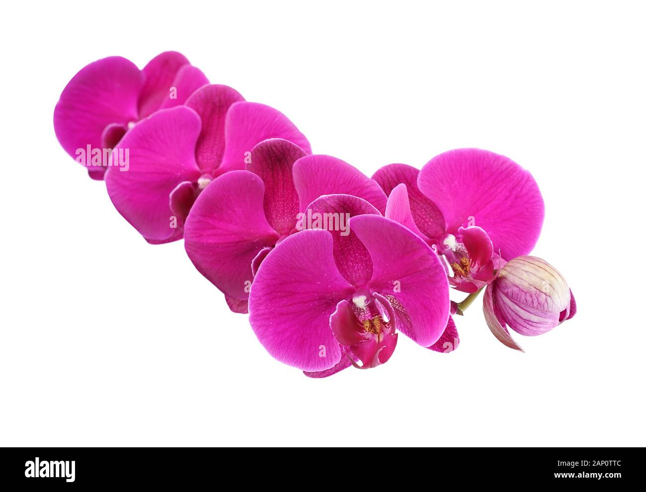 Orchidee auf weißem Hintergrund Stockfoto