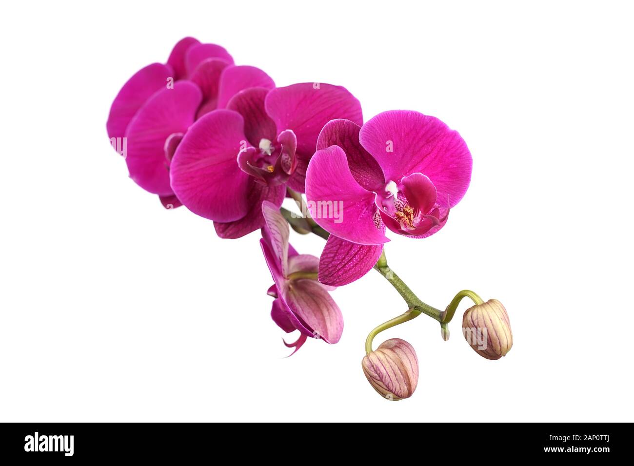 Orchidee auf weißem Hintergrund Stockfoto